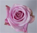 Роза-Rosa-All 4 Love-50cm-PE 17b809e4-bfa9-11ec-0a80-0b4c000b015e