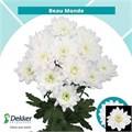 Хризантема куст-Chrysant Tr-Beau Monde-70cm-100gr 17ba356d-aef3-11ef-0a80-11b901472276