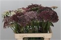 Даукус-Daucus-Carota Dara-70cm 17bea761-bfa5-11ec-0a80-0b4c00079677