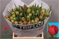 Тюльпан-Tulip-Du Magic Price-42cm-36gr 17cc83a5-aef3-11ef-0a80-11b9014722a1