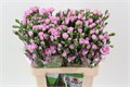 Гвоздика куст-Dianthus Tr-Lavendel Mao Select-65cm 17cd019c-63e5-11ed-0a80-048c003b544b