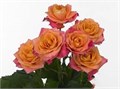 Роза куст-Rosa sp-Sanora-62cm-TB 17d086e9-9d69-11f0-0a80-0d170000e9de