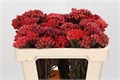 Бруния-Brunia-La Red-40cm 17d4f269-63e5-11ed-0a80-048c003b544e