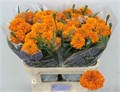 Бархатцы-Tagetes-E Co Deep Orang-75cm 01c52118-73cd-11f0-0a80-01d400013309