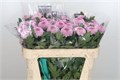 Хризантема одн-Chrysant Gr-Momoko-70cm-80gr 17d50ae4-bfa6-11ec-0a80-0b4c00087d30