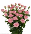 Роза куст-Rosa sp-Odilia-62cm-TB 17da0dbc-9d69-11f0-0a80-0d170000e9e7