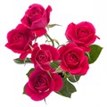 Роза куст-Rosa sp-Alicia-62cm-TB 17dd0ffb-9d69-11f0-0a80-0d170000e9ea