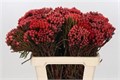 Бруния-Brunia-La Red-60cm 17dd38d7-63e5-11ed-0a80-048c003b5451