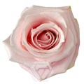 Роза-Rosa-Pinky Promise-50cm-JR 17e45e11-5fd9-11ef-0a80-03eb00196030