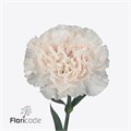 Гвоздика ст-Dianthus st-Moon Golem Hi-70cm 17e55c6a-63e5-11ed-0a80-048c003b5454
