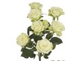 Роза куст-Rosa sp-Lyrica-62cm-TB 17e7ebef-9d69-11f0-0a80-0d170000e9f6