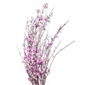 Гениста-Genista-L Pink 17e87494-bfa4-11ec-0a80-0b4c00069f6e