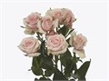 Роза куст-Rosa sp-Sweet Porcelina-62cm-TB 17eae532-9d69-11f0-0a80-0d170000e9f9