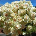 Роза куст-Rosa sp-Salinero-62cm-TB 17f341f3-9d69-11f0-0a80-0d170000ea02