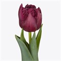 Тюльпан-Tulip-Du Alison Bradley-37cm-36gr 01c94660-8bf4-11ed-0a80-070800d38cf9