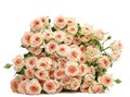 Роза куст-Rosa sp-Rosanella-62cm-TB 17f6e12b-9d69-11f0-0a80-0d170000ea05