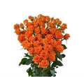 Роза куст-Rosa sp-Picanto-62cm-TB 17f9b7c1-9d69-11f0-0a80-0d170000ea08