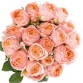 Роза куст-Rosa sp-Keijers Coral-60cm-CN 17fbfd6a-c00c-11ee-0a80-10a50006edde