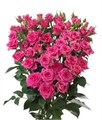 Роза куст-Rosa sp-Tessa-52cm-TB 180dc011-9d69-11f0-0a80-0d170000ea20