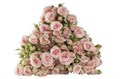 Роза куст-Rosa sp-Sweet Blossom-52cm-TB 1812b2e7-9d69-11f0-0a80-0d170000ea26