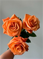 Роза-Rosa-Carnelian-60cm-JR 1814aedd-d340-11ef-0a80-0c8c000f05d7