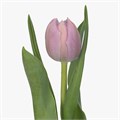 Тюльпан-Tulip-Du Katinka-36cm-40gr 18151812-63e5-11ed-0a80-048c003b545a