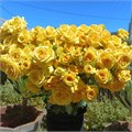 Роза куст-Rosa sp-Marisa-52cm-TB 18157729-9d69-11f0-0a80-0d170000ea29