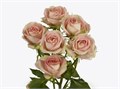 Роза куст-Rosa sp-Azore-52cm-TB 181890bf-9d69-11f0-0a80-0d170000ea2c