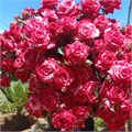 Роза куст-Rosa sp-Fireworks-52cm-TB 181e887d-9d69-11f0-0a80-0d170000ea32
