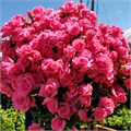 Роза куст-Rosa sp-Eileen-52cm-TB 182151ea-9d69-11f0-0a80-0d170000ea35