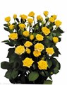 Роза куст-Rosa sp-Yellow babe-52cm-TB 182bf3fc-9d69-11f0-0a80-0d170000ea41