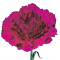 Гвоздика SE-Dianthus SE-Golem--FC 01caef43-66a4-11ef-0a80-109500086fe9