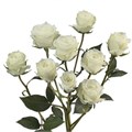 Роза куст-Rosa sp-Snowflakes-52cm-TB 18318d06-9d69-11f0-0a80-0d170000ea47