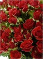 Роза куст-Rosa sp-Dominica-52cm-TB 18346d66-9d69-11f0-0a80-0d170000ea4a