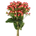 Хиперикум-Hypericum-Royal Princes-52cm-TB 183a4e81-9d69-11f0-0a80-0d170000ea50