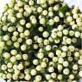 Хиперикум-Hypericum-Magical White-52cm-TB 183d288a-9d69-11f0-0a80-0d170000ea53
