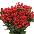 Хиперикум-Hypericum-Magical Triumph-52cm-TB 18454c7d-9d69-11f0-0a80-0d170000ea5c