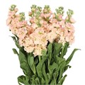 Маттиола-Matthiola-Iron Apricot-52cm-TB 1847f962-9d69-11f0-0a80-0d170000ea5f