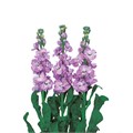 Маттиола-Matthiola-Iron Marine-52cm-TB 184aa74d-9d69-11f0-0a80-0d170000ea62