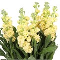 Маттиола-Matthiola-Iron Yellow-52cm-TB 184d577d-9d69-11f0-0a80-0d170000ea65