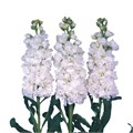 Маттиола-Matthiola-Iron White-52cm-TB 18502271-9d69-11f0-0a80-0d170000ea68