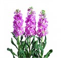 Маттиола-Matthiola-Iron Pink-52cm-TB 18533097-9d69-11f0-0a80-0d170000ea6b