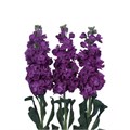 Маттиола-Matthiola-Iron Purple-52cm-TB 18560e14-9d69-11f0-0a80-0d170000ea6e