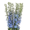 Дельфиниум-Delphinium-Sky Blue-82cm-TB 185c52b1-9d69-11f0-0a80-0d170000ea71