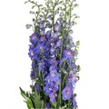 Дельфиниум-Delphinium-Gurdian Blue-82cm-TB 185febfe-9d69-11f0-0a80-0d170000ea74