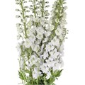 Дельфиниум-Delphinium-Candle White-82cm-TB 18637854-9d69-11f0-0a80-0d170000ea77
