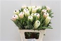 Протея-Protea-White Night-60cm 01ccdcd5-bfa5-11ec-0a80-0b4c00078073