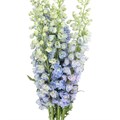 Дельфиниум-Delphinium-Gurdian Lavender-82cm-TB 18659894-9d69-11f0-0a80-0d170000ea7a