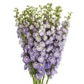 Дельфиниум-Delphinium-Triton Lavender-82cm-TB 1868faf5-9d69-11f0-0a80-0d170000ea7d