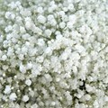 Гипсофила-Gypsophila-Xlence-52cm-TB 186be5d2-9d69-11f0-0a80-0d170000ea80